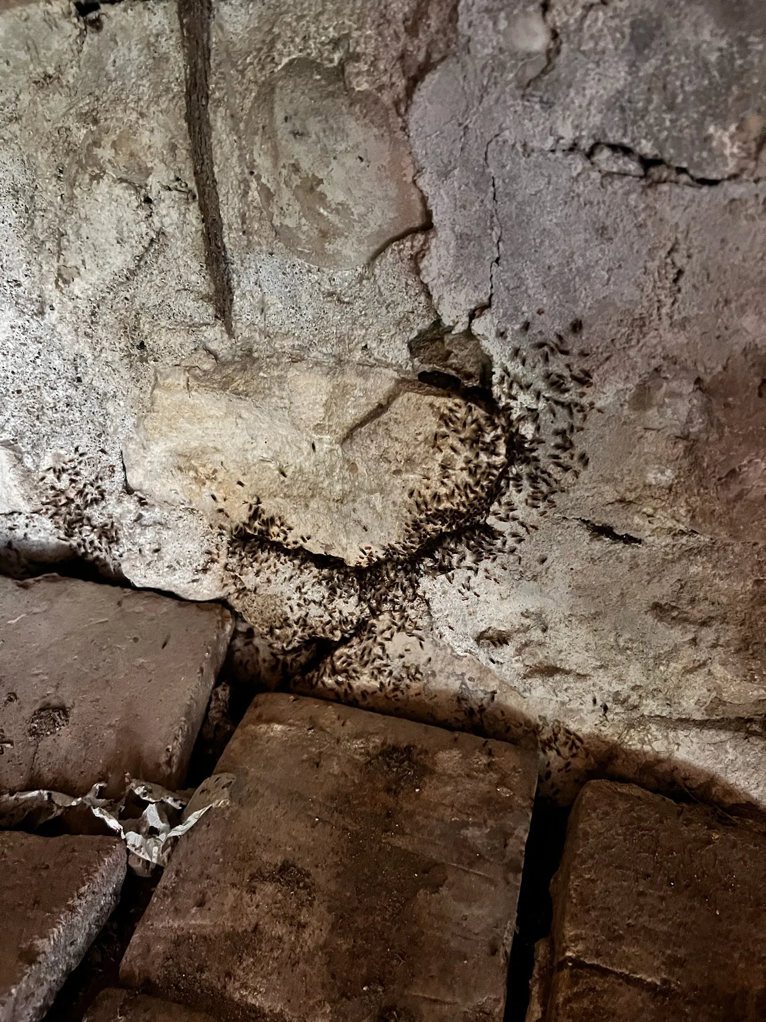 Nid d'insectes dans un mur en pisé humide