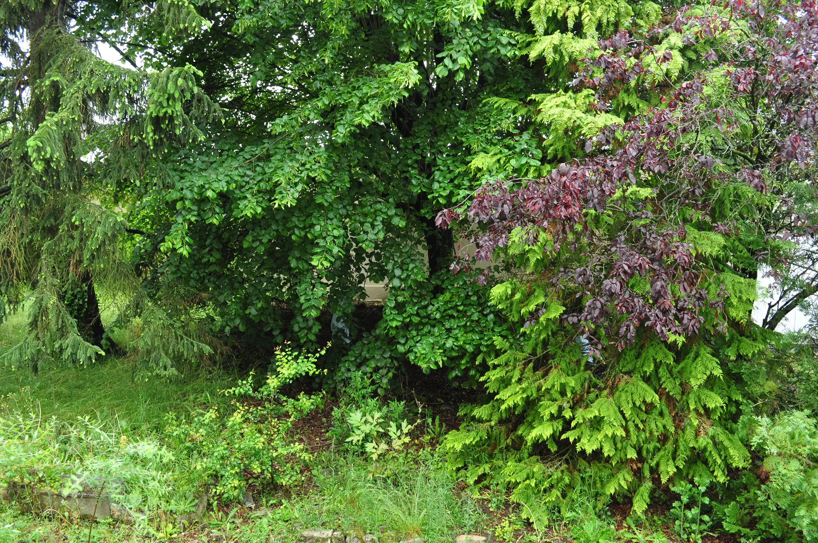 Jardin après travaux (6)